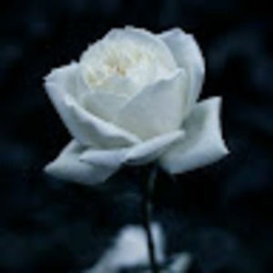 Meet your Posher, Lovely